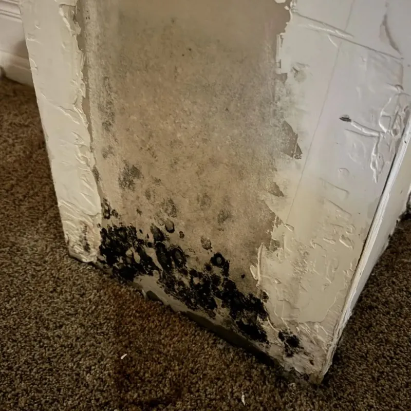 Professional Mold Removal in Grandview, MO